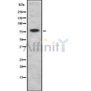 Western blot analysis SUN2 using HepG2 whole cell lysates