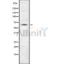 Western blot analysis of ENC1 using NIH-3T3 whole cell lysates