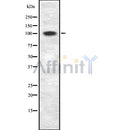 Western blot analysis of ZNF217 using HT29 whole cell lysates