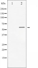 AF3007 staining HeLa by IF/ICC. The sample were fixed with PFA and permeabilized in 0.1% Triton X-100,then blocked in 10% serum for 45 minutes at 25¡ãC. The primary antibody was diluted at 1/200 and incubated with the sample for 1 hour at 37¡ãC. An  Alexa Fluor 594 conjugated goat anti-rabbit IgG (H+L) Ab, diluted at 1/600, was used as the secondary antibod