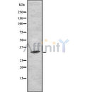 Western blot analysis of MEMO1 using MCF7 whole cell lysates