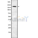 Western blot analysis of extracts from COS-7, using MYH2 Antibody. The lane on the left was treated with blocking peptide.