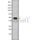 Western blot analysis ING1 using Jurkat whole cell lysates