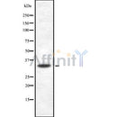 Western blot analysis ICOSLG using NIH-3T3 whole cell lysates