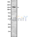 Western blot analysis of PIK3R4 using COLO205 whole cell lysates