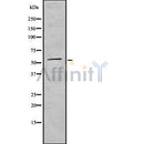 Western blot analysis of CD300A using K562 whole cell lysates