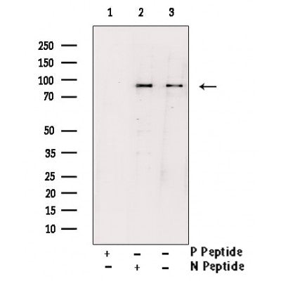 AF3009 staining COS7 by IF/ICC. The sample were fixed with PFA and permeabilized in 0.1% Triton X-100,then blocked in 10% serum for 45 minutes at 25¡ãC. The primary antibody was diluted at 1/200 and incubated with the sample for 1 hour at 37¡ãC. An  Alexa Fluor 594 conjugated goat anti-rabbit IgG (H+L) Ab, diluted at 1/600, was used as the secondary antibod