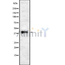 Western blot analysis of WNT5B using COS7 whole cell lysates