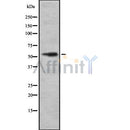 Western blot analysis of LMAN1 using mouse brain lysates