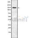 Western blot analysis of MYBBP1A using COLO205 whole cell lysates