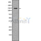 Western blot analysis of TAT using K562 whole cell lysates