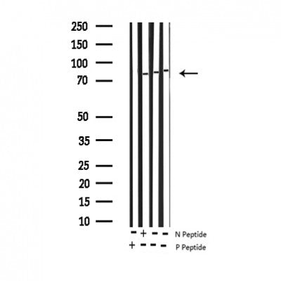 AF3012 staining 293 by IF/ICC. The sample were fixed with PFA and permeabilized in 0.1% Triton X-100,then blocked in 10% serum for 45 minutes at 25¡ãC. The primary antibody was diluted at 1/200 and incubated with the sample for 1 hour at 37¡ãC. An  Alexa Fluor 594 conjugated goat anti-rabbit IgG (H+L) Ab, diluted at 1/600, was used as the secondary antibod