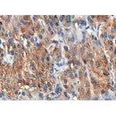 Western blot analysis of CCK using NIH-3T3 whole cell lysates