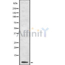 Western blot analysis of CD24 using HT29 whole cell lysates
