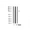 Western blot analysis on mouse brain lysate using Integrin beta-5 Antibody.