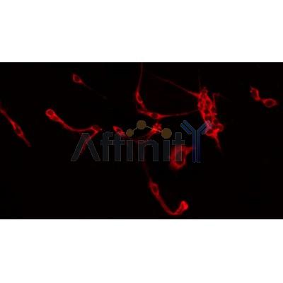 AF0185 staining Hela by IF/ICC. The sample were fixed with PFA and permeabilized in 0.1% Triton X-100,then blocked in 10% serum for 45 minutes at 25¡ãC. The primary antibody was diluted at 1/200 and incubated with the sample for 1 hour at 37¡ãC. An  Alexa Fluor 594 conjugated goat anti-rabbit IgG (H+L) Ab, diluted at 1/600, was used as the secondary antibod
