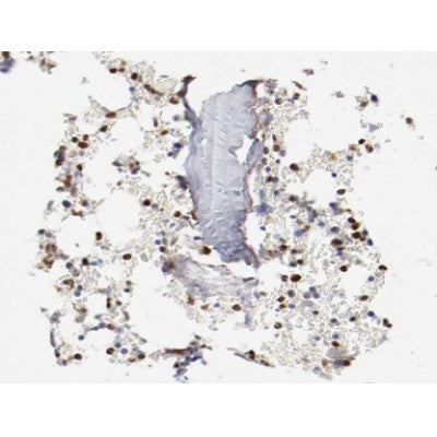 AF0085 at 1/200 staining human Bone marrow tissue sections by IHC-P. The tissue was formaldehyde fixed and a heat mediated antigen retrieval step in citrate buffer was performed. The tissue was then blocked and incubated with the antibody for 1.5 hours at 22¡ãC. An HRP conjugated goat anti-rabbit antibody was used as the secondary