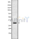 Western blot analysis of DIO3 using COS7 whole cell lysates