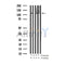 AF3023 staining K562 by IF/ICC. The sample were fixed with PFA and permeabilized in 0.1% Triton X-100,then blocked in 10% serum for 45 minutes at 25¡ãC. The primary antibody was diluted at 1/200 and incubated with the sample for 1 hour at 37¡ãC. An  Alexa Fluor 594 conjugated goat anti-rabbit IgG (H+L) Ab, diluted at 1/600, was used as the secondary antibod