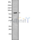Western blot analysis of extracts from rat liver, using Elmo1 Antibody.