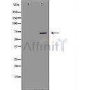 Western blot analysis of extracts from various samples, using GCSc-? Antibody.
 Lane 1: Hela treated with blocking peptide.
 Lane 2: Hela;
 Lane 3: Mouse Myeloma cell;
 Lane 4: mouse lung;
 Lane 5: rat barin;
 