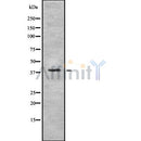 Western blot analysis IDH3B using NIH-3T3 whole cell lysates