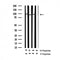 AF3026 staining HuvEc by IF/ICC. The sample were fixed with PFA and permeabilized in 0.1% Triton X-100,then blocked in 10% serum for 45 minutes at 25¡ãC. The primary antibody was diluted at 1/200 and incubated with the sample for 1 hour at 37¡ãC. An  Alexa Fluor 594 conjugated goat anti-rabbit IgG (H+L) Ab, diluted at 1/600, was used as the secondary antibod