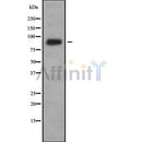 DF8567 at 1/100 staining Human lymph node tissue by IHC-P. The sample was formaldehyde fixed and a heat mediated antigen retrieval step in citrate buffer was performed. The sample was then blocked and incubated with the antibody for 1.5 hours at 22¡ãC. An HRP conjugated goat anti-rabbit antibody was used as the secondary