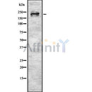 Western blot analysis of MYH9 using Jurkat whole cell lysates