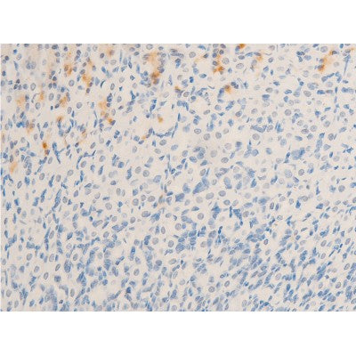 AF3027 staining COS7 by IF/ICC. The sample were fixed with PFA and permeabilized in 0.1% Triton X-100,then blocked in 10% serum for 45 minutes at 25¡ãC. The primary antibody was diluted at 1/200 and incubated with the sample for 1 hour at 37¡ãC. An  Alexa Fluor 594 conjugated goat anti-rabbit IgG (H+L) Ab, diluted at 1/600, was used as the secondary antibod