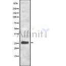 Western blot analysis NET-5 using HeLa whole cell lysates