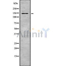 Western blot analysis of Pragmin using K562 whole cell lysates