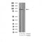 Western blot analysis of Phospho-MSK1 (Ser376) expression in various lysates