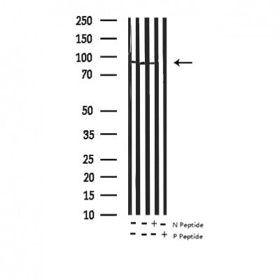 Western blot analysis of Phospho-MSK1 (Ser376) expression in various lysates