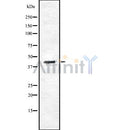 Western blot analysis of RAP1 using HeLa whole cell lysates