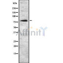 Western blot analysis of Rsk-3 using HeLa whole cell lysates