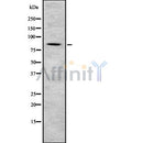 Western blot analysis Sec23B using NIH-3T3 whole cell lysates