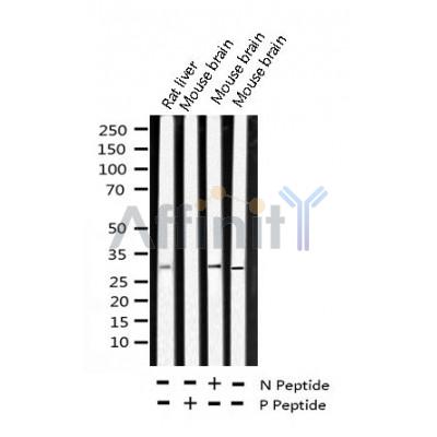 AF3032 staining HT29 by IF/ICC. The sample were fixed with PFA and permeabilized in 0.1% Triton X-100,then blocked in 10% serum for 45 minutes at 25¡ãC. The primary antibody was diluted at 1/200 and incubated with the sample for 1 hour at 37¡ãC. An  Alexa Fluor 594 conjugated goat anti-rabbit IgG (H+L) Ab, diluted at 1/600, was used as the secondary antibod