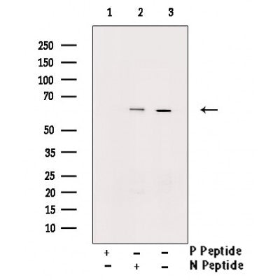 AF3033 staining 293 by IF/ICC. The sample were fixed with PFA and permeabilized in 0.1% Triton X-100,then blocked in 10% serum for 45 minutes at 25¡ãC. The primary antibody was diluted at 1/200 and incubated with the sample for 1 hour at 37¡ãC. An  Alexa Fluor 594 conjugated goat anti-rabbit IgG (H+L) Ab, diluted at 1/600, was used as the secondary antibod