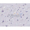 IHC analysis of mouse brain tissue.