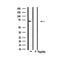 Western blot analysis of extracts from 293, using Involucrin Antibody.