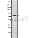 Western blot analysis UGT8 using MCF7 whole cell lysates