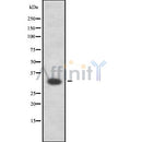 DF8649 staining 293 cells by IF/ICC. The sample were fixed with PFA and permeabilized in 0.1% Triton X-100,then blocked in 10% serum for 45 minutes at 25¡ãC. The primary antibody was diluted at 1/200 and incubated with the sample for 1 hour at 37¡ãC. An  Alexa Fluor 594 conjugated goat anti-rabbit IgG (H+L) antibody(Cat.