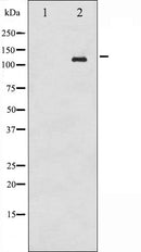 AF3039 staining COS7 by IF/ICC. The sample were fixed with PFA and permeabilized in 0.1% Triton X-100,then blocked in 10% serum for 45 minutes at 25¡ãC. The primary antibody was diluted at 1/200 and incubated with the sample for 1 hour at 37¡ãC. An  Alexa Fluor 594 conjugated goat anti-rabbit IgG (H+L) Ab, diluted at 1/600, was used as the secondary antibod