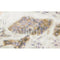 AF3043 at 1/100 staining Mouse colon tissue by IHC-P. The sample was formaldehyde fixed and a heat mediated antigen retrieval step in citrate buffer was performed. The sample was then blocked and incubated with the antibody for 1.5 hours at 22¡ãC. An HRP conjugated goat anti-rabbit antibody was used as the secondary