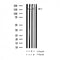 AF3044 staining SK-OV3 by IF/ICC. The sample were fixed with PFA and permeabilized in 0.1% Triton X-100,then blocked in 10% serum for 45 minutes at 25¡ãC. The primary antibody was diluted at 1/200 and incubated with the sample for 1 hour at 37¡ãC. An  Alexa Fluor 594 conjugated goat anti-rabbit IgG (H+L) Ab, diluted at 1/600, was used as the secondary antibod