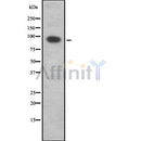 DF8717 staining Hela cells by IF/ICC. The sample were fixed with PFA and permeabilized in 0.1% Triton X-100,then blocked in 10% serum for 45 minutes at 25¡ãC. The primary antibody was diluted at 1/200 and incubated with the sample for 1 hour at 37¡ãC. An  Alexa Fluor 594 conjugated goat anti-rabbit IgG (H+L) antibody(Cat.