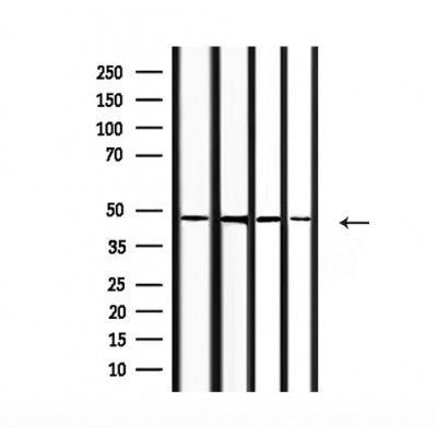 Western blot analysis of extracts from HepG2, mouse spleen, rat liver, rat brain, using COPS3 Antibody.