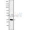 DF8735 staining HepG2 cells by IF/ICC. The sample were fixed with PFA and permeabilized in 0.1% Triton X-100,then blocked in 10% serum for 45 minutes at 25¡ãC. The primary antibody was diluted at 1/200 and incubated with the sample for 1 hour at 37¡ãC. An  Alexa Fluor 594 conjugated goat anti-rabbit IgG (H+L) antibody(Cat.# S0006), diluted at 1/600, was used as secondary antibod