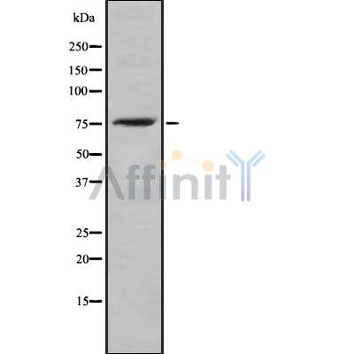 DF8739 staining NIH-3T3 cells by IF/ICC. The sample were fixed with PFA and permeabilized in 0.1% Triton X-100,then blocked in 10% serum for 45 minutes at 25¡ãC. The primary antibody was diluted at 1/200 and incubated with the sample for 1 hour at 37¡ãC. An  Alexa Fluor 594 conjugated goat anti-rabbit IgG (H+L) antibody(Cat.# S0006), diluted at 1/600, was used as secondary antibod